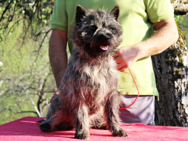 Cairn-Terrier Welpe kaufen