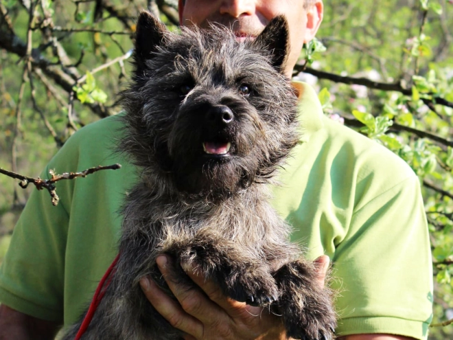 Cairn-Terrier Welpe kaufen
