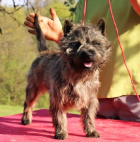 Cairn-Terrier Welpe kaufen