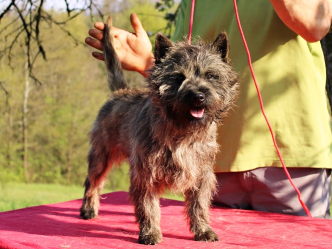 Cairn-Terrier Welpe kaufen