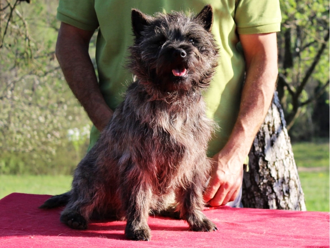 Cairn-Terrier Welpe kaufen