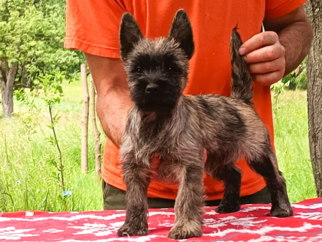 Cairn-Terrier Welpe kaufen
