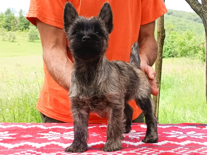 Cairn-Terrier Welpe kaufen