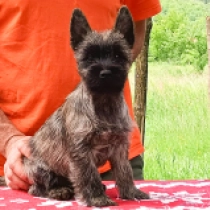 George, brindle Cairn Terrier for sale