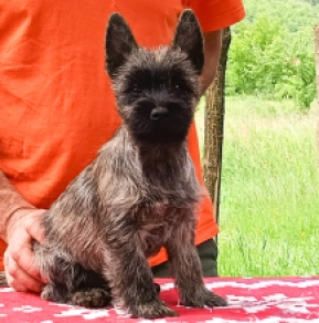 Perros Terrier Cairn en venta
