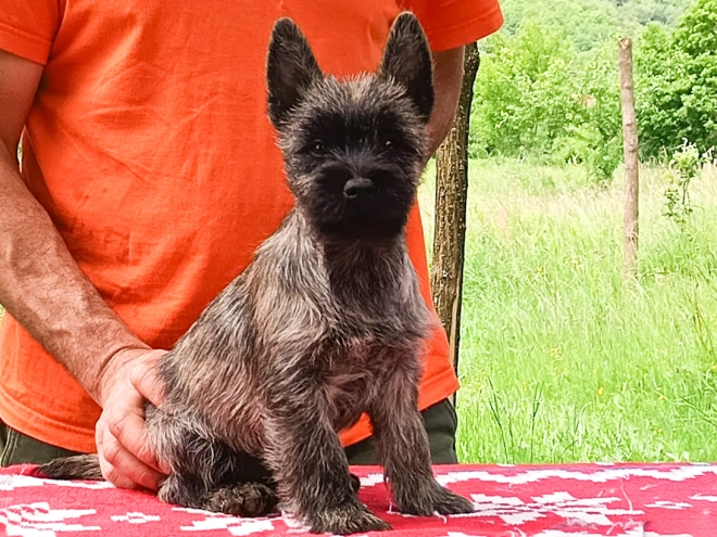 Cairn-Terrier Welpe kaufen