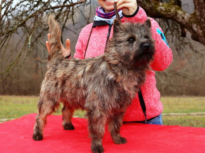 Cairn-Terrier Welpe kaufen