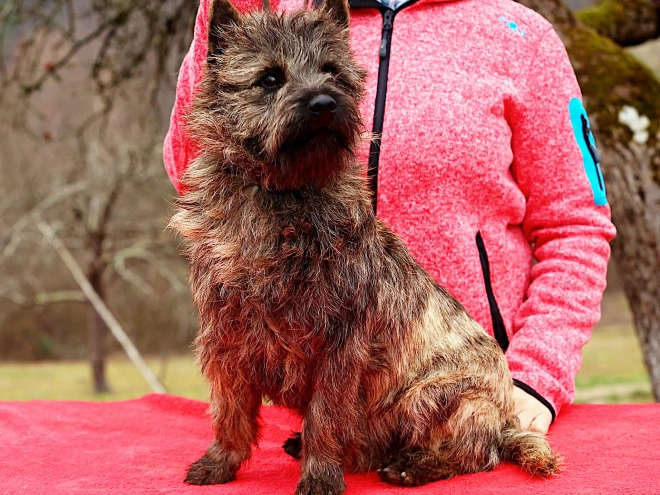 Cairn-Terrier Welpe kaufen