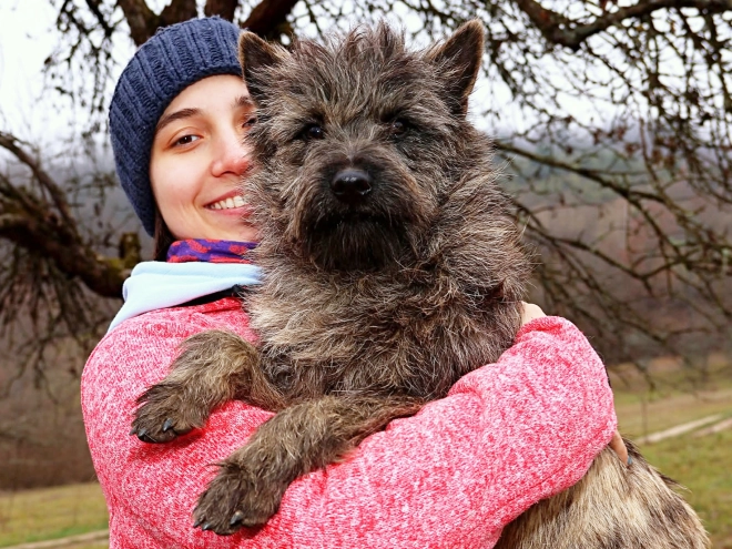 Cairn-Terrier Welpe kaufen