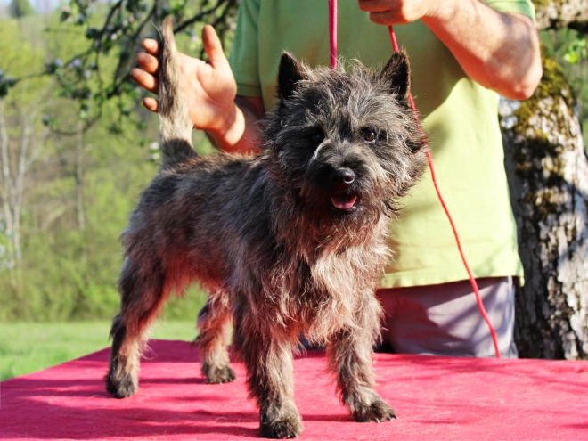 Cairn-Terrier Welpe kaufen