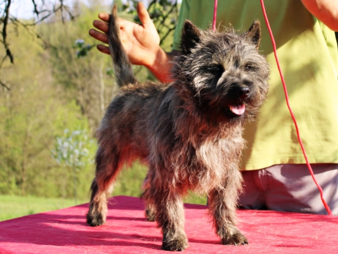Cairn-Terrier Welpe kaufen