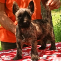 Guliver, brindle Cairn-Terrier Welpen kaufen