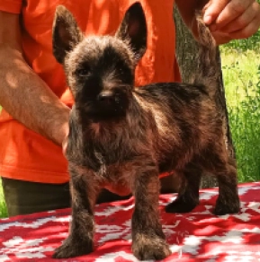Perros Terrier Cairn en venta
