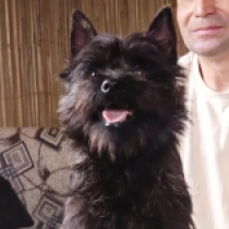 Irish Man, brindle Terrier Cairn en venta