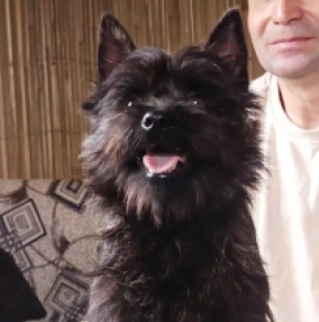 Cairn-Terrier Welpe kaufen