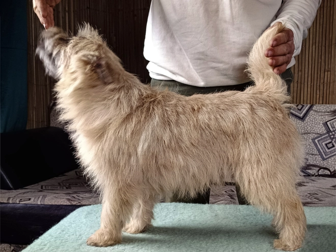 Cairn-Terrier Welpe kaufen