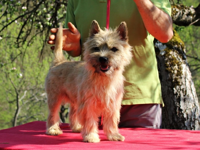 Cairn-Terrier Welpe kaufen