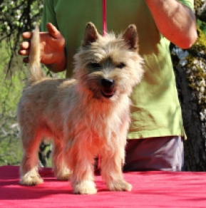Perros Terrier Cairn en venta
