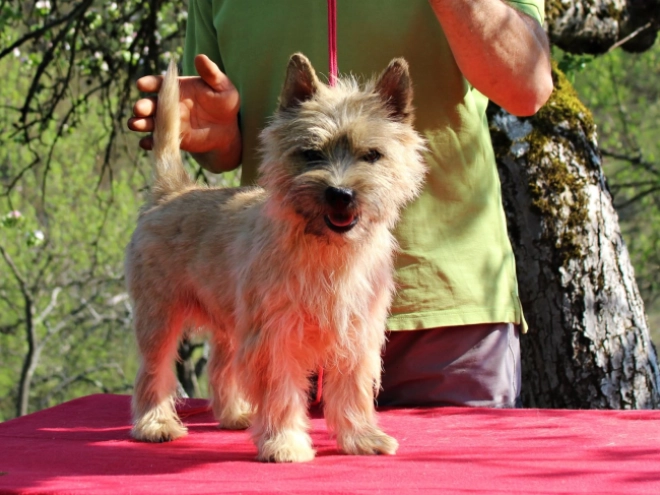 Cairn-Terrier Welpe kaufen