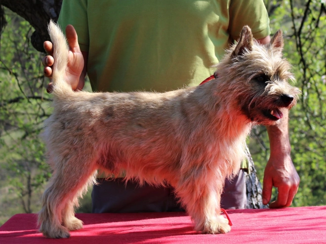 Cairn-Terrier Welpe kaufen