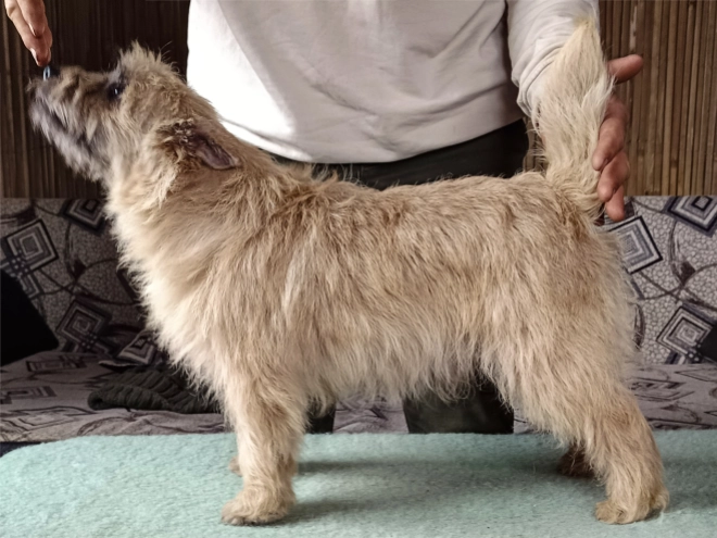 Cairn-Terrier Welpe kaufen