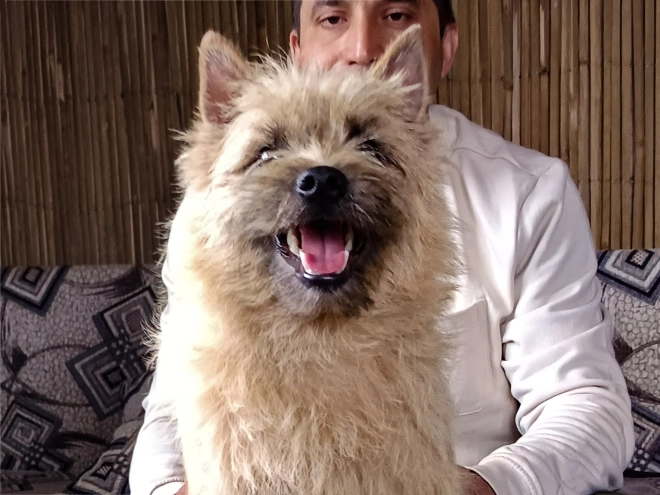 Cairn-Terrier Welpe kaufen