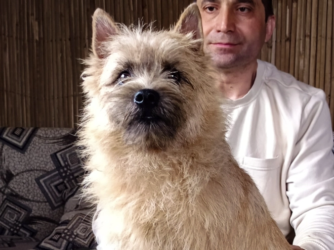 Cairn-Terrier Welpe kaufen