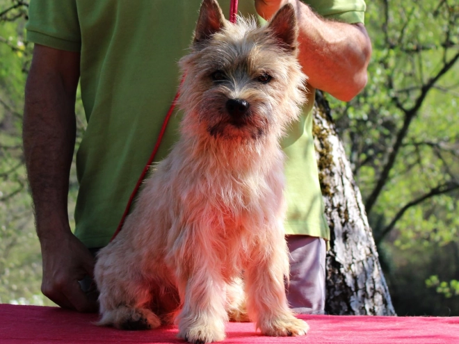 Cairn-Terrier Welpe kaufen
