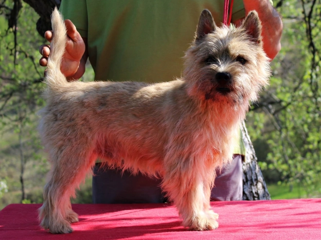 Cairn-Terrier Welpe kaufen