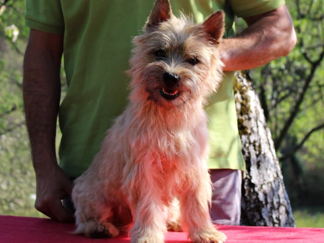 Cairn-Terrier Welpe kaufen
