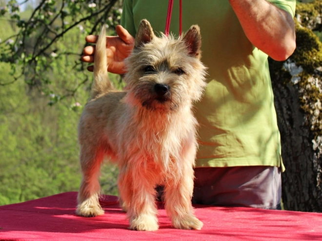 Cairn-Terrier Welpe kaufen
