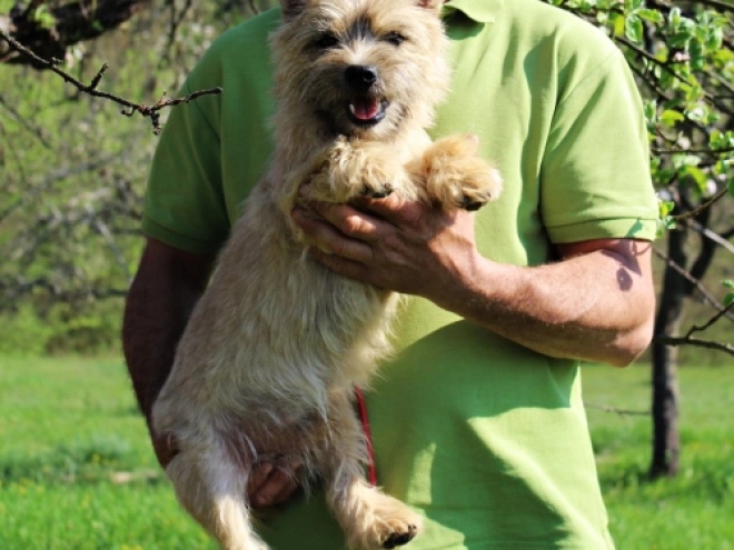 Cairn-Terrier Welpe kaufen