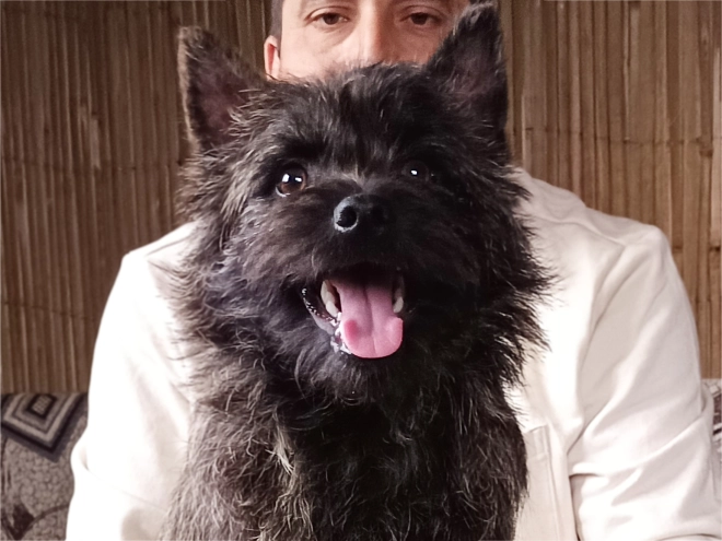 Cairn Terrier puppy for sale