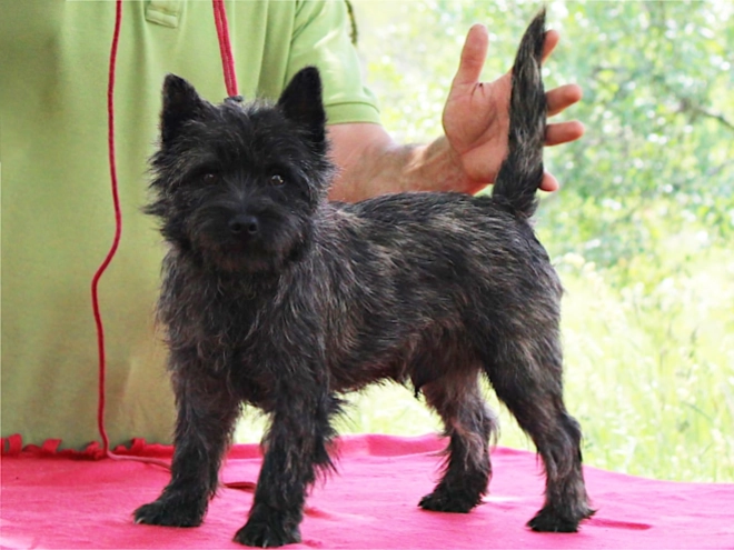 Cairn Terrier puppy for sale
