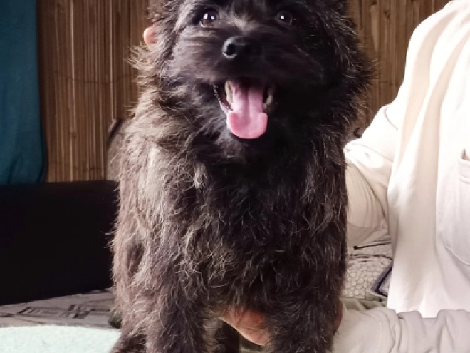 Cairn Terrier puppy for sale