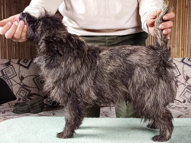 Cairn Terrier puppy for sale