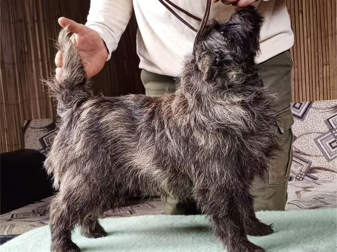 Cairn Terrier puppy for sale