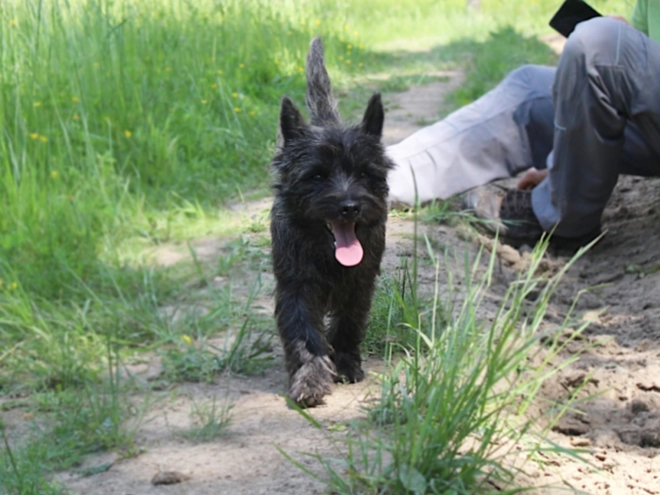 Cairn Terrier puppy for sale