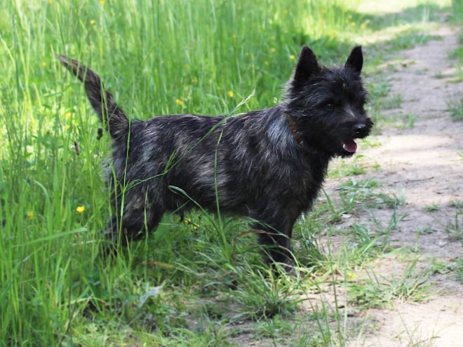 Cairn Terrier puppy for sale