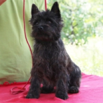 Istar, brindle Terrier Cairn en venta