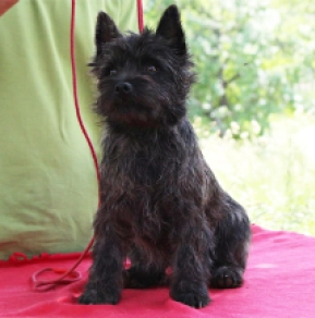 Cairn-Terrier Welpe kaufen