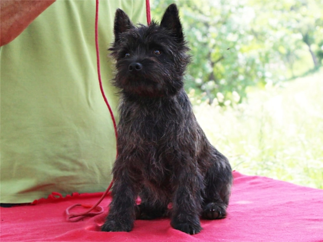 Cairn Terrier puppy for sale
