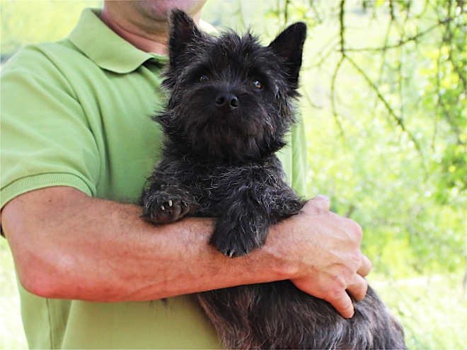 Cairn Terrier puppy for sale
