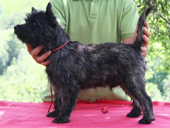 Cairn Terrier puppy for sale