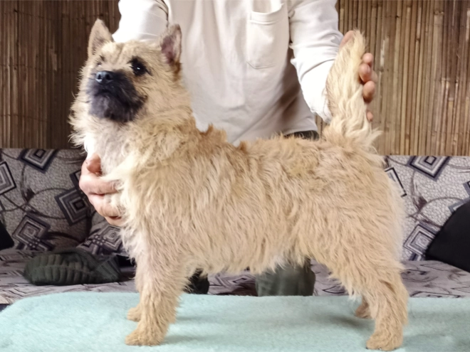 Perros Terrier Cairn en venta