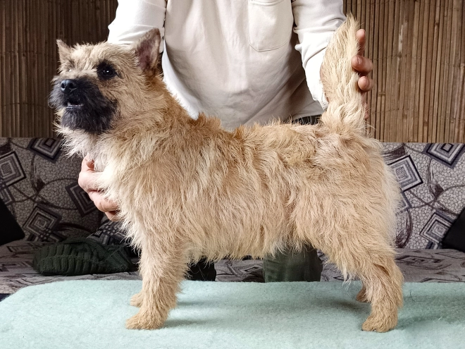 Perros Terrier Cairn en venta