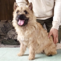 Iulian, red Terrier Cairn en venta