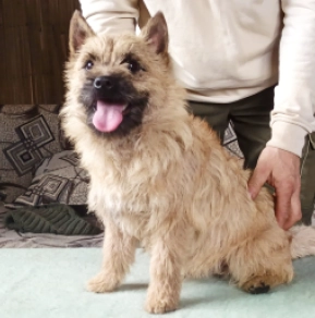 Cairn-Terrier Welpe kaufen