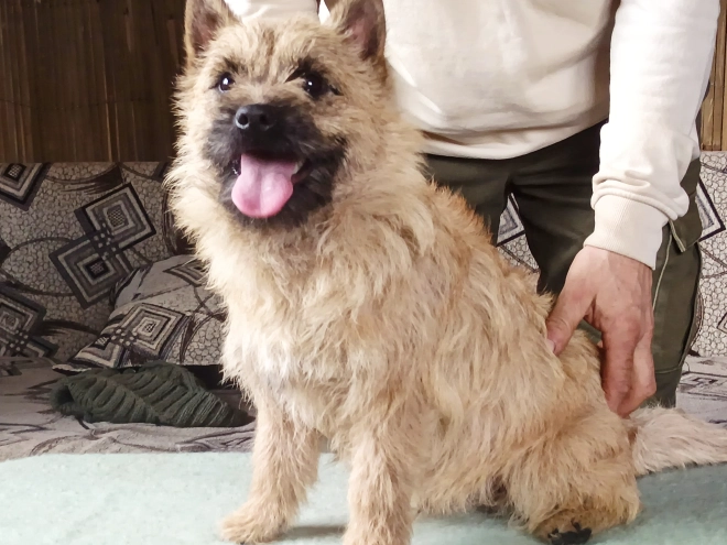 Perros Terrier Cairn en venta