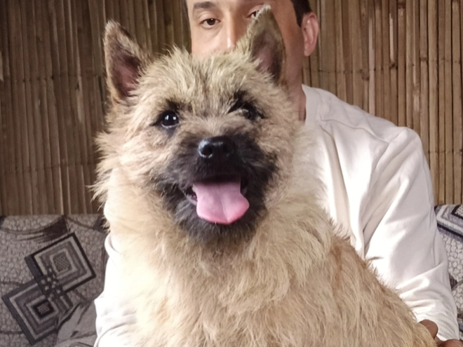 Perros Terrier Cairn en venta